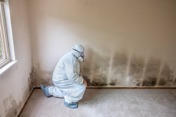 Tool, TX Mold Remediation Company